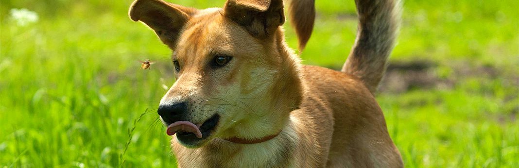 dog lethargic after bee sting