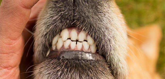 neglecting dog's teeth