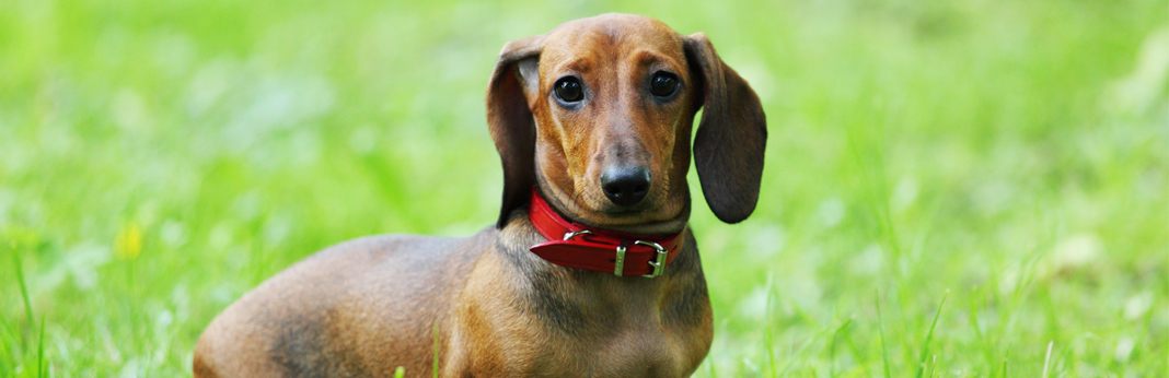 pooch on grass