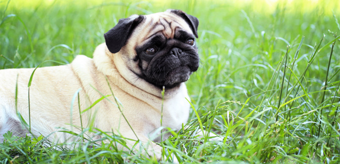 pregnant dog in the grass