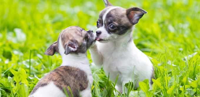 puppies in heat