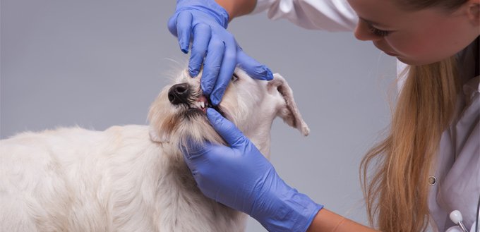 puppy at dentist