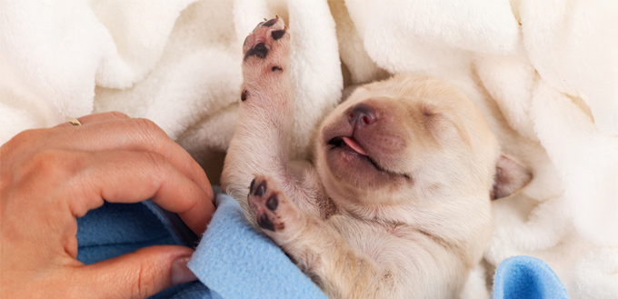 puppy's paws