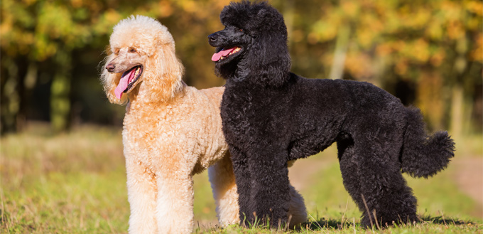 royal poodles