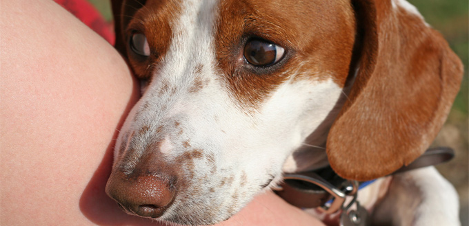 scared dog in woman's arms