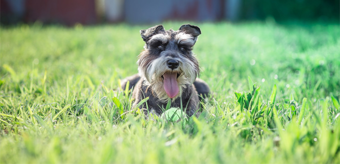 schnauzer parent