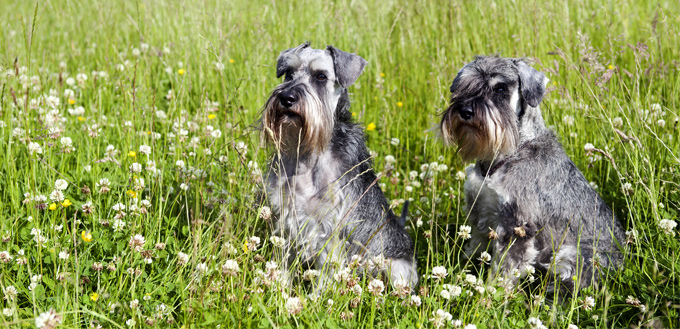 schnauzers in the grass