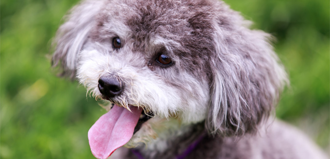 schnoodle dog breed