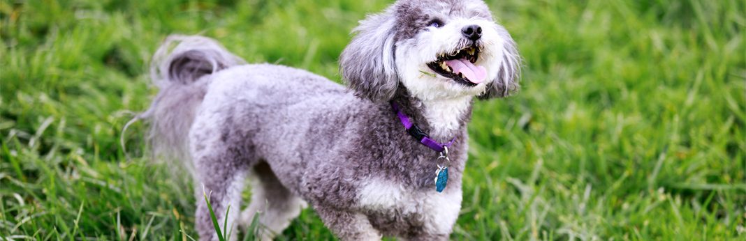 schnauzer with poodle