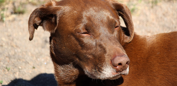 swollen dog's face