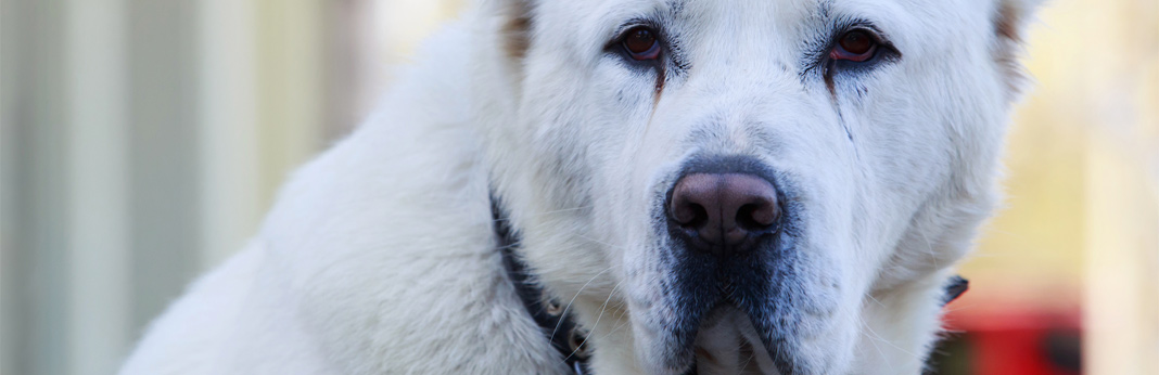 swollen face in dogs