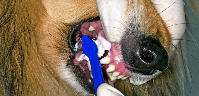 taking care of dog's teeth