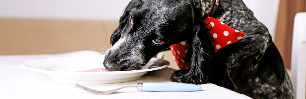 tips to stop counter surfing in dogs
