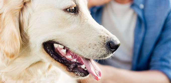 tongue dog