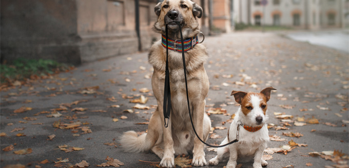 two mixed breed dogs