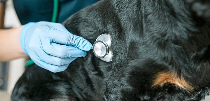 vet examining a dog for vomiting