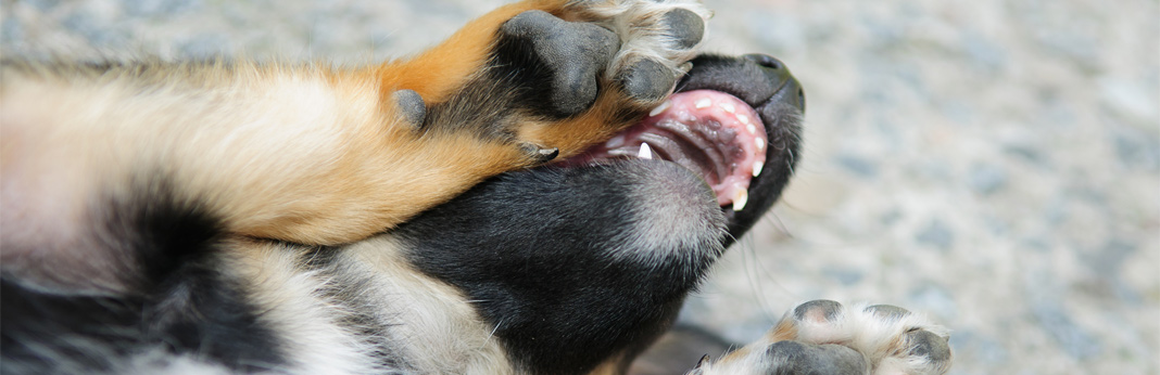 what age do puppies lose their teeth?