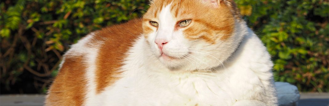 Cat Is Losing Hair On Her Neck It Started As A Few Scabs Then A Bald Patch And It Just Grew She Was Flea Treated Shortly Lost Hair Hair Falling Out