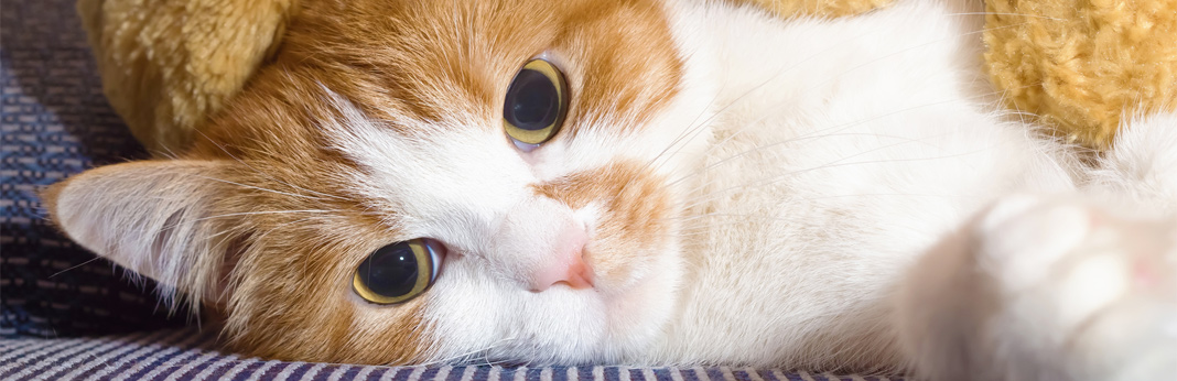 6 secret signs of a sick cat