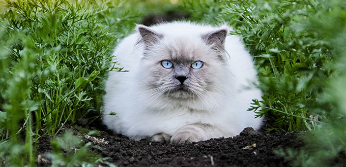 Himalayan Cat sitting on the ground