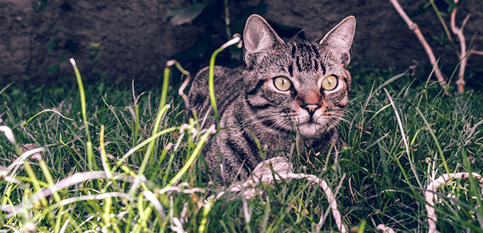 Manx Cat in the grass