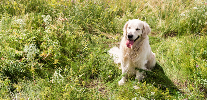 anal glands problem in dogs