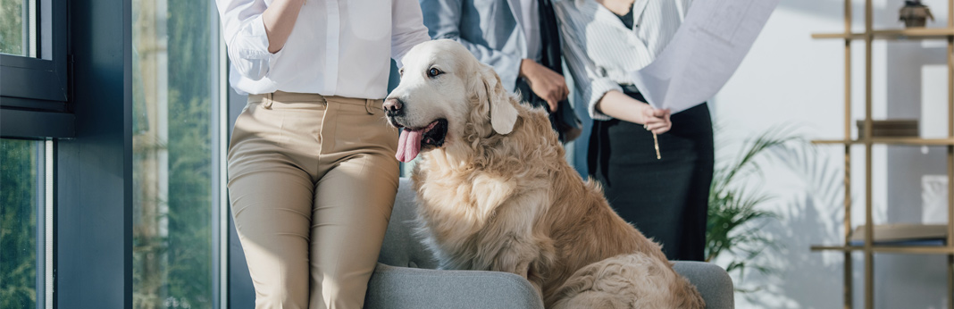 animals that make the best office pets