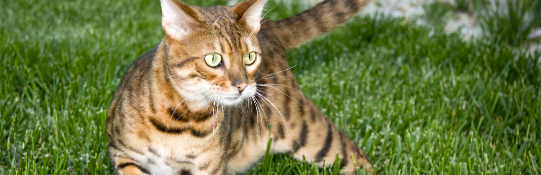 bengal-cat-breed-information