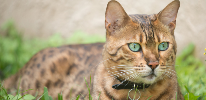 bengal cat in the grass