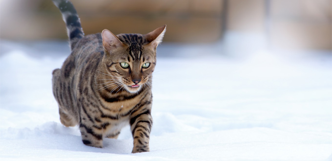 bengal cat through the snow