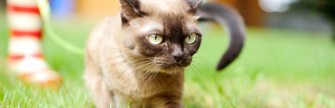 Birman Cat Colour Chart