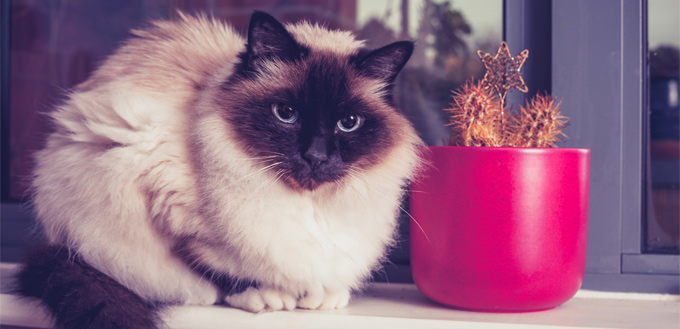 birman cat sitting at the window