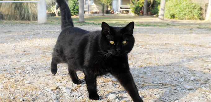 black cat crossing the path