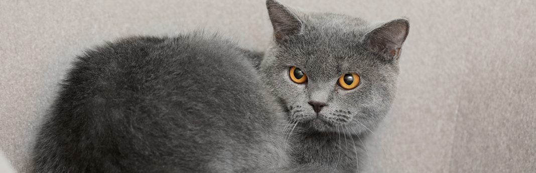 british shorthair and russian blue mix