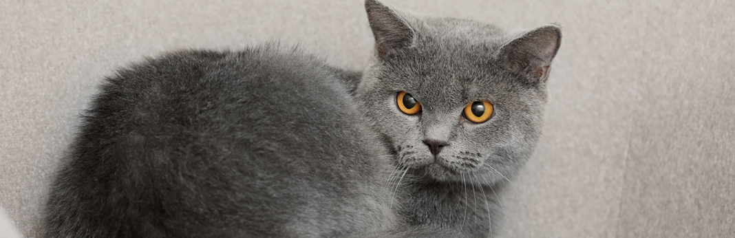 british shorthair cat