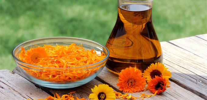 calendula for fungal ear infection