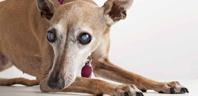 canine with cataract