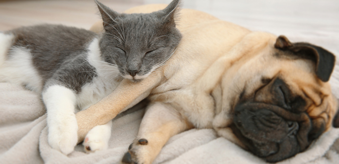 cat and dog sleeping together