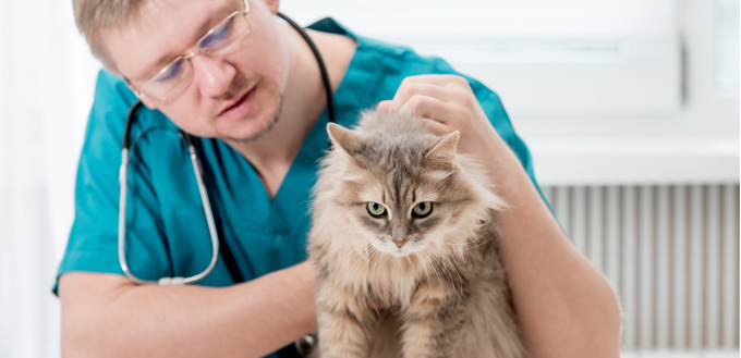 cat at vet's