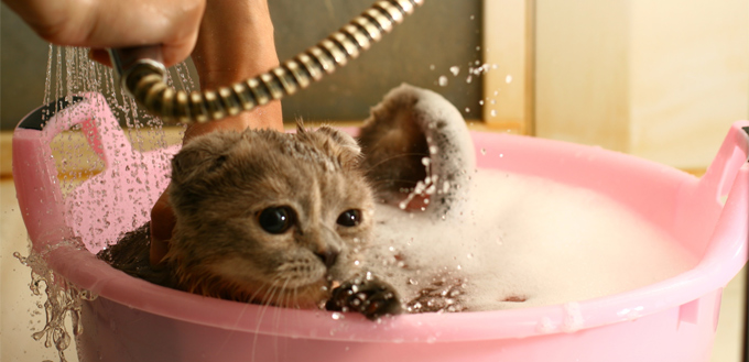cat bath time