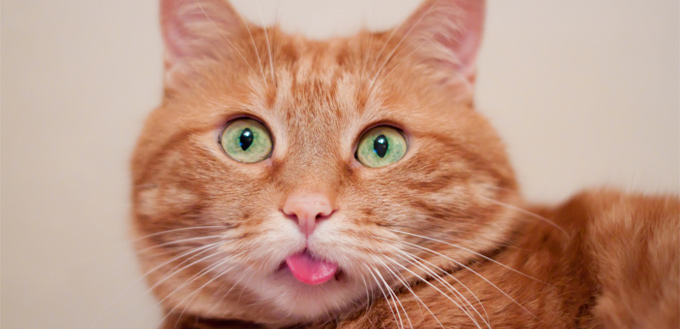 Why Is My Cat Drooling? Everything You Need to Know