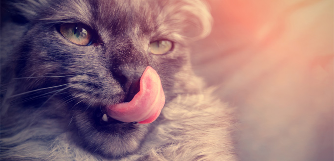 Why Is My Cat Drooling? Everything You Need to Know