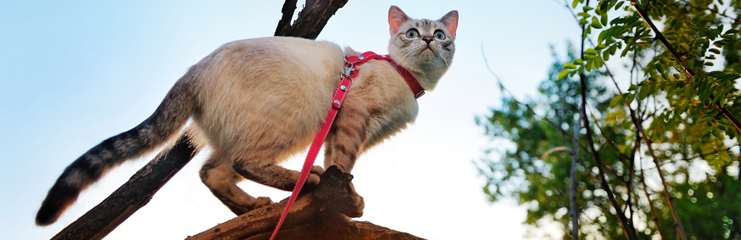 cat-exercise-keeping-your-kitty-in-good-shape