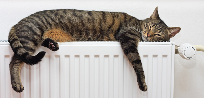 Heat Stroke in Cats Symptoms, Risk Factors, Prevention and Care