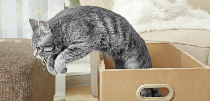 cat jumping out of the box