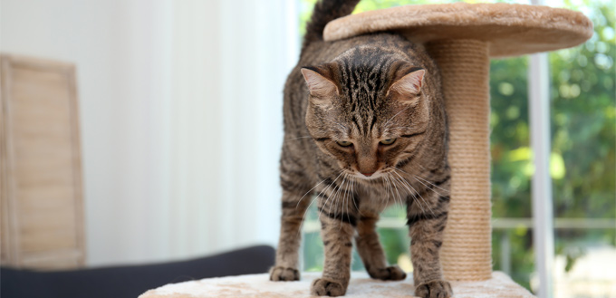 cat on the scratch post