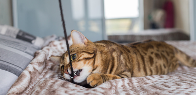 cat playing with a bird on the stick