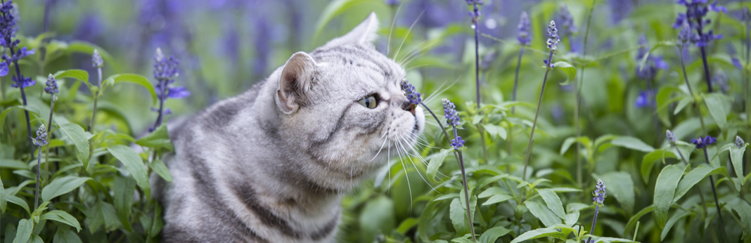 cat-smelling-lavender