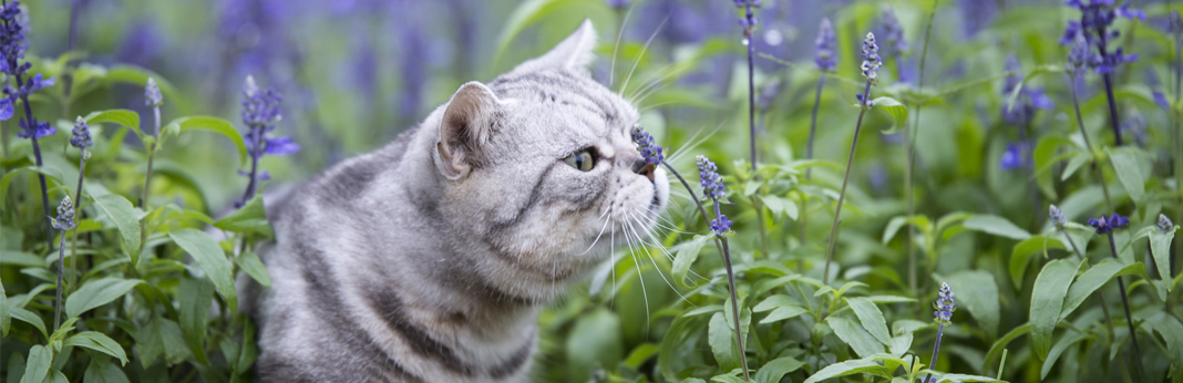 cat smelling lavender