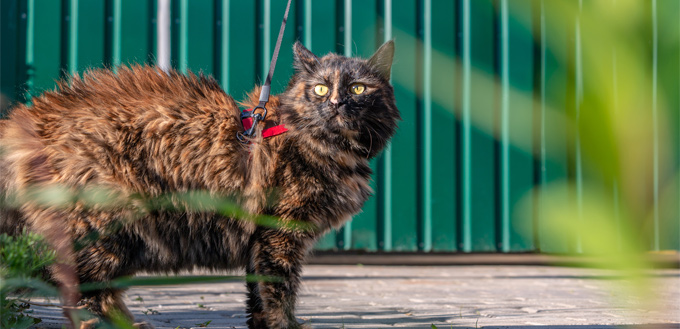 cat walk on the leash